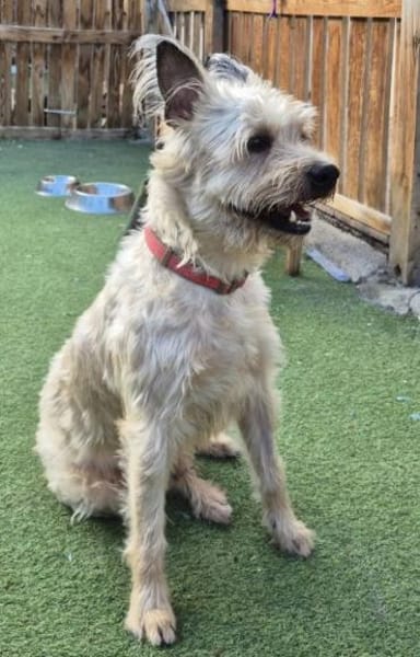 ROCKY - super verträglich mit allen! ❤