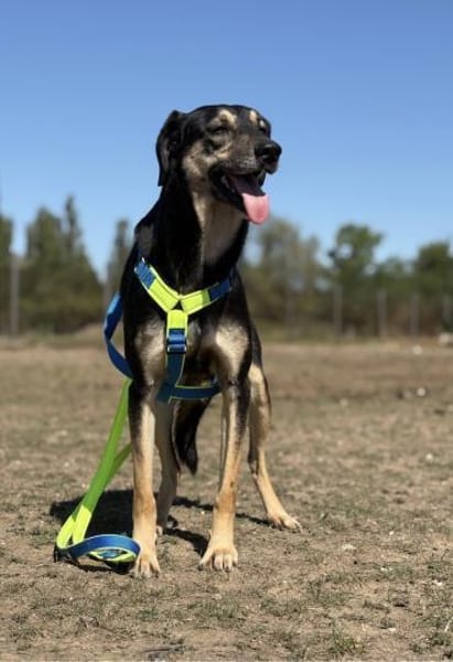 Schäferhund-Mix Sam  Ein sensibler Held