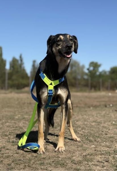 Schäferhund-Mix Sam  Ein sensibler Held