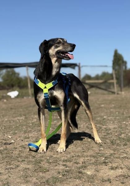 Schäferhund-Mix Sam  Ein sensibler Held