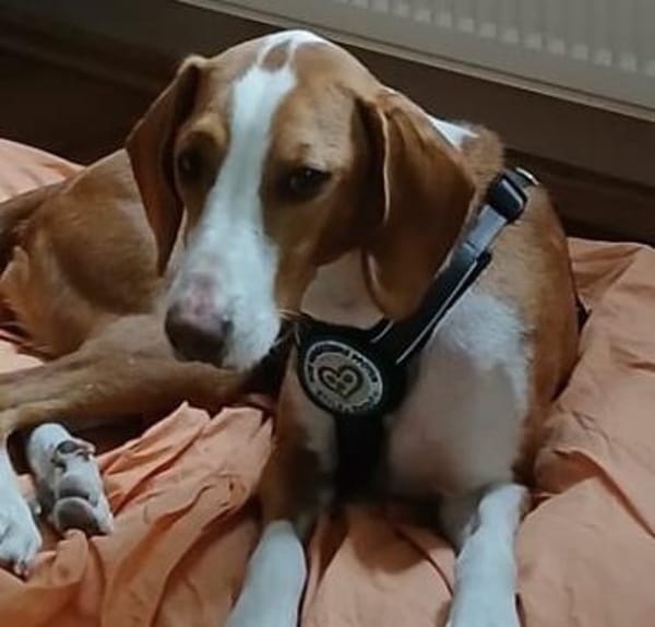 Mirella sucht ihr Für-Immer-Zuhause!