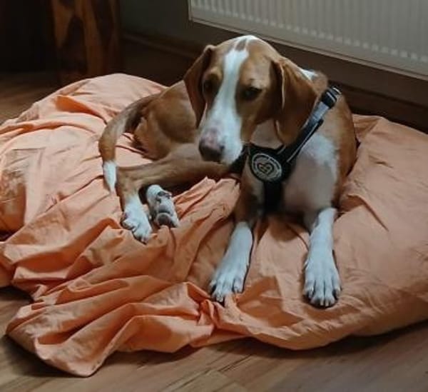 Mirella sucht ihr Für-Immer-Zuhause!