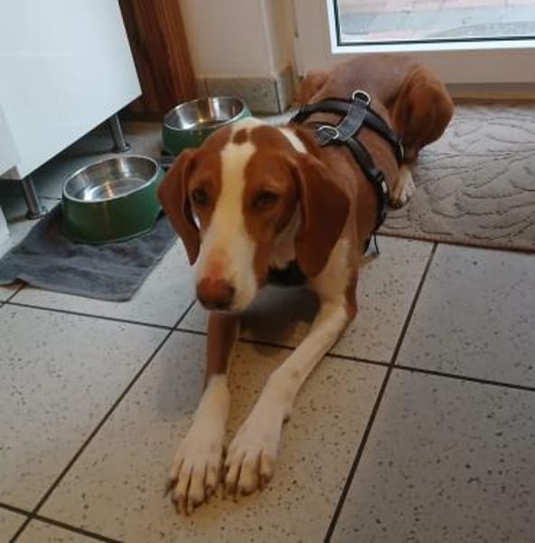 Mirella sucht ihr Für-Immer-Zuhause!