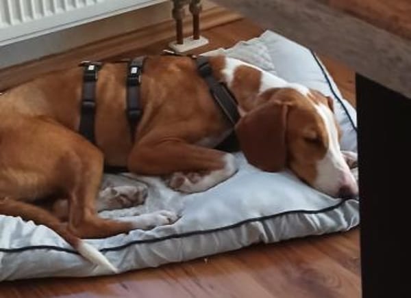 Mirella sucht ihr Für-Immer-Zuhause!