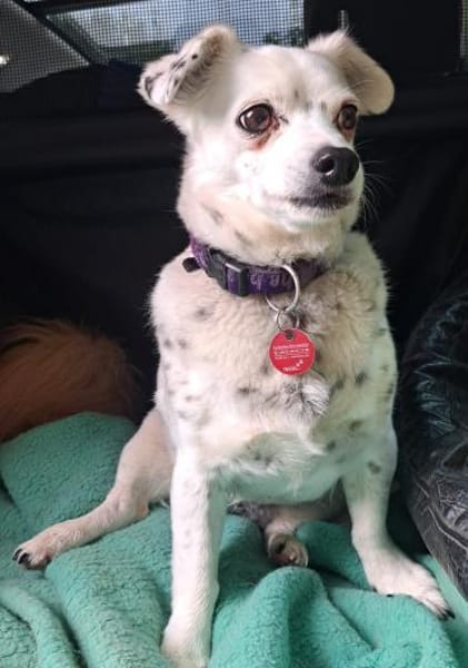 SIMEYA - Goldschatz auf 4 Pfoten 🐾❤