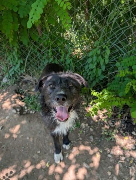 Kalle - eine treue Seele