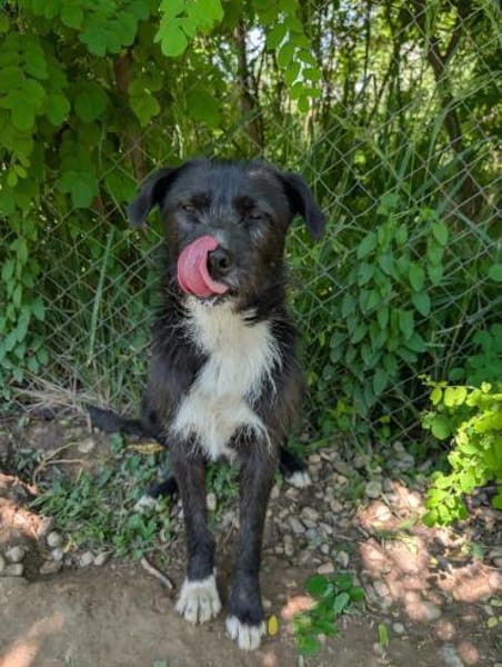 Kalle - eine treue Seele