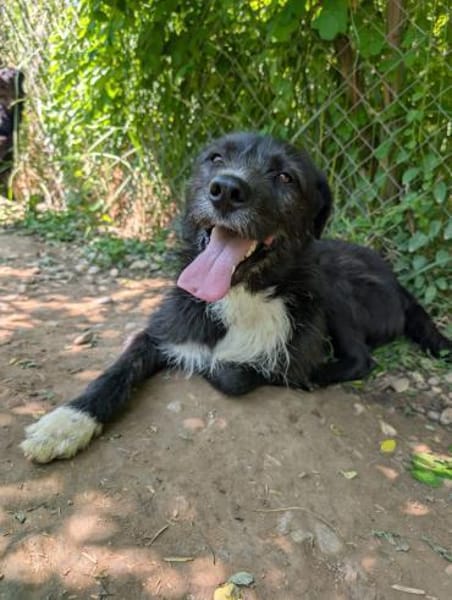 Kalle - eine treue Seele