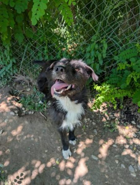 Kalle - eine treue Seele