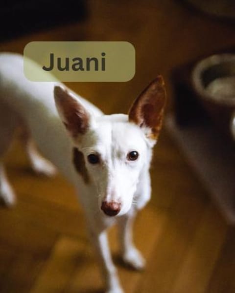 JUANI, w., kastr., Podenco, ca. 44 cm