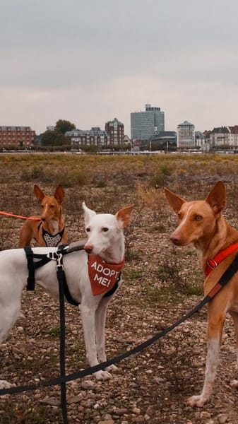 JUANI, w., kastr., Podenco, ca. 44 cm