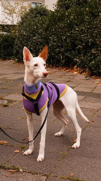 JUANI, w., kastr., Podenco, ca. 44 cm