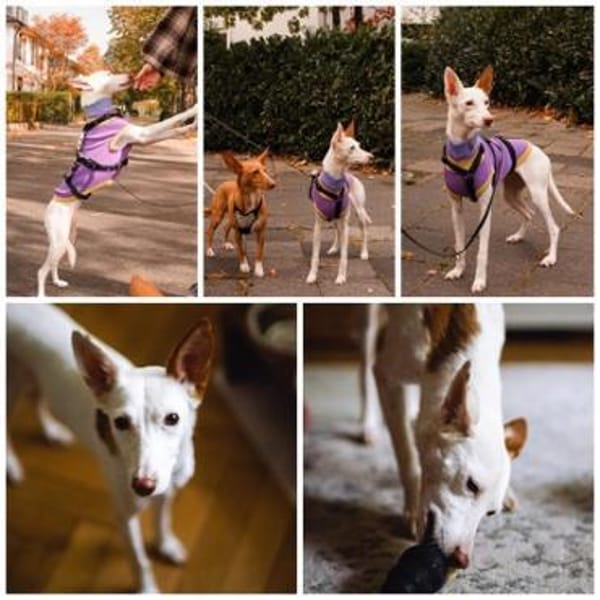 JUANI, w., kastr., Podenco, ca. 44 cm