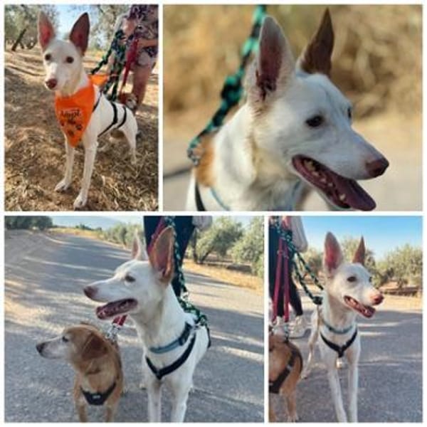 JUANI, w., kastr., Podenco, ca. 44 cm