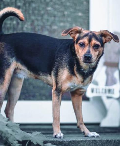 Cosa sucht ein Zuhause für immer....