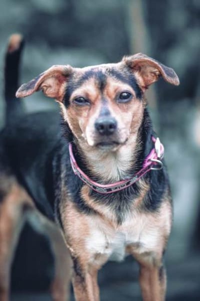 Cosa sucht ein Zuhause für immer....