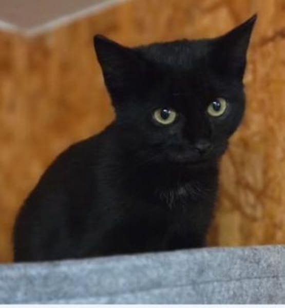 Zartbitter, Sourcreme und Mayo