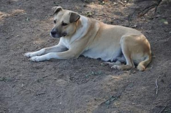 Susi  eine Seele auf vier Pfoten sucht