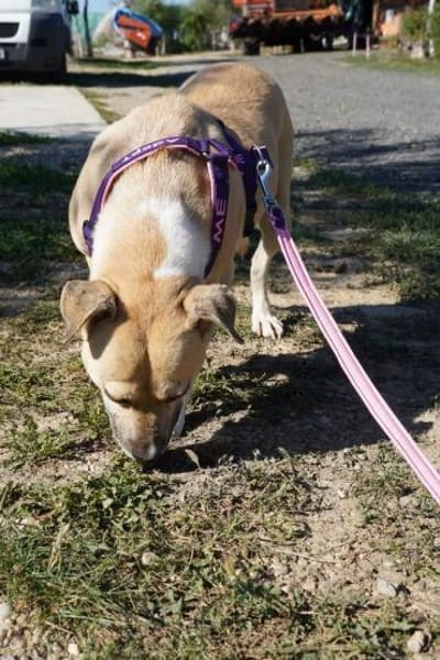 Susi  eine Seele auf vier Pfoten sucht