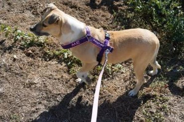 Susi  eine Seele auf vier Pfoten sucht