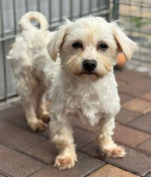 Bolle, Pluto, LittleJon