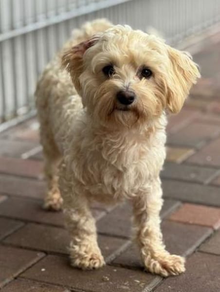 Bolle, Pluto, LittleJon