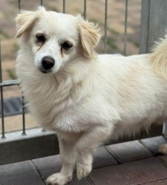 Bolle, Pluto, LittleJon