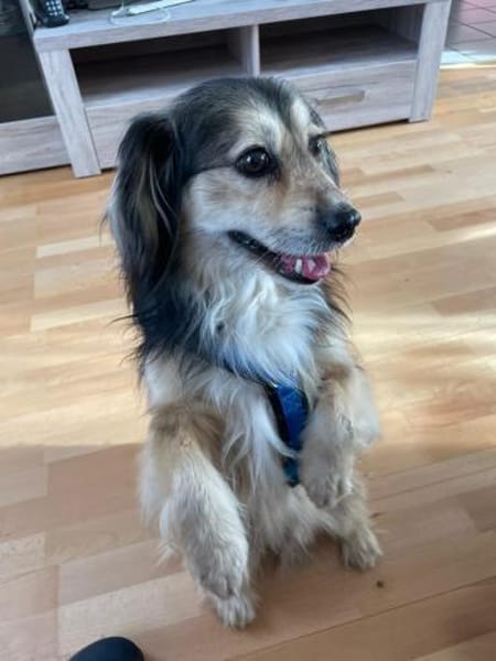 ❤ Miki Pflegefamilie 41836 Hückelhoven