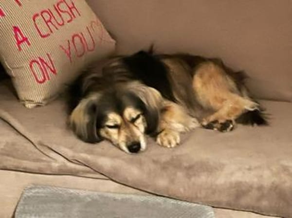 ❤ Miki Pflegefamilie 41836 Hückelhoven