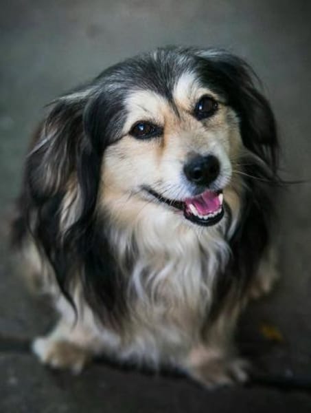 ❤ Miki Pflegefamilie 41836 Hückelhoven