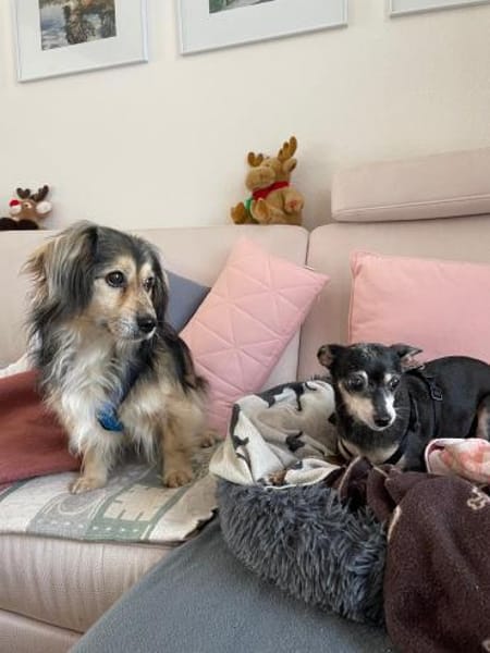 ❤ Miki Pflegefamilie 41836 Hückelhoven