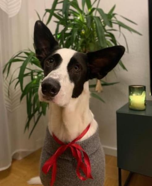 Balerion hätte so gerne ein Zuhause