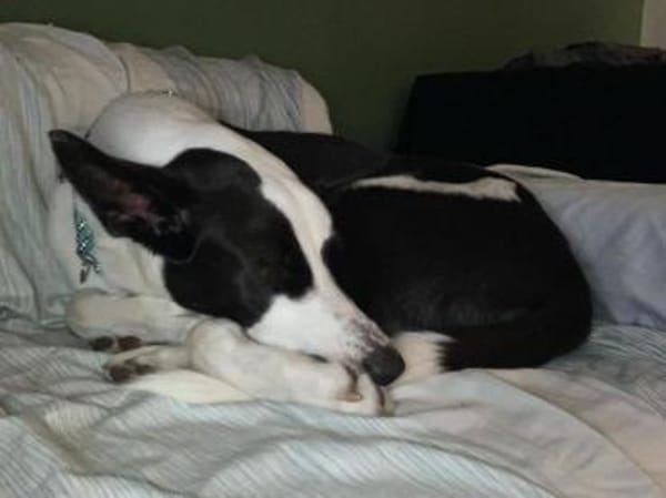 Balerion hätte so gerne ein Zuhause