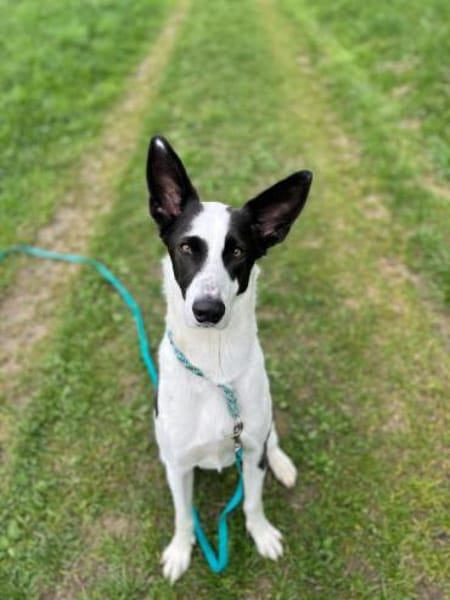 Balerion hätte so gerne ein Zuhause