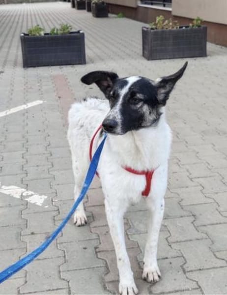 Fluffy - Hütehund-Mischling mit Energie