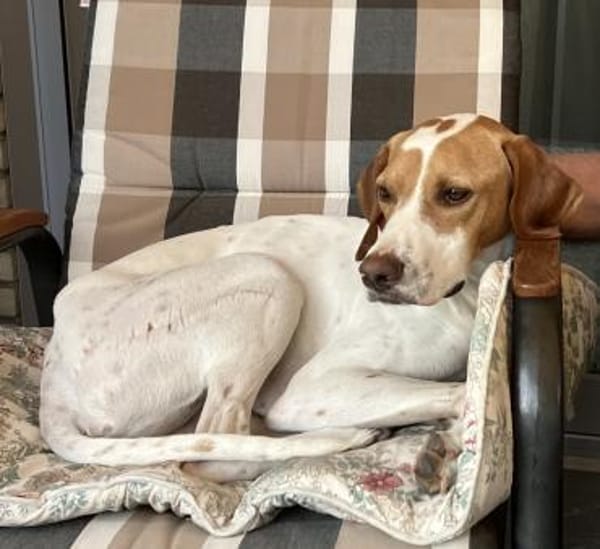 PLUTO - Zuckerschnute sucht Zuhause 💖