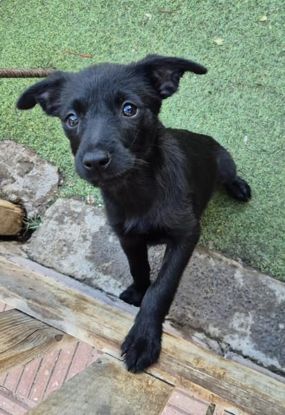 PIPPILOTTA - Welpenherz sucht Zuhause ❤