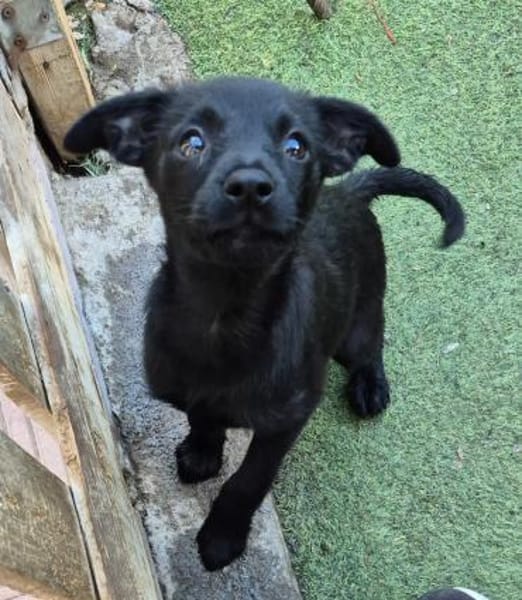 PIPPILOTTA - Welpenherz sucht Zuhause ❤