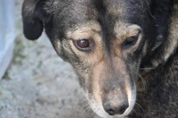 Yori - sehr sanft u. lieb