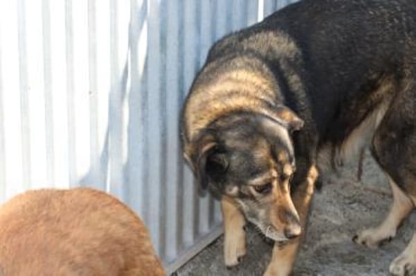 Yori - sehr sanft u. lieb