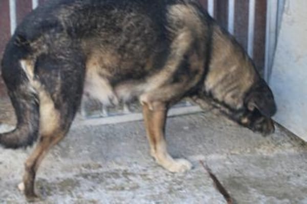 Yori - sehr sanft u. lieb