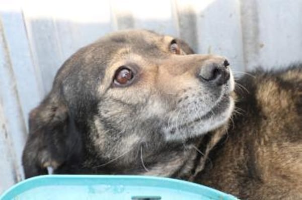 Yori - sehr sanft u. lieb