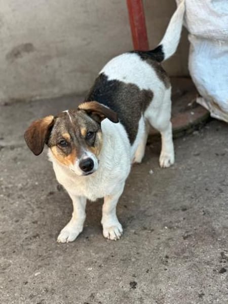 Sierra - unsere kleine Herzenshündin