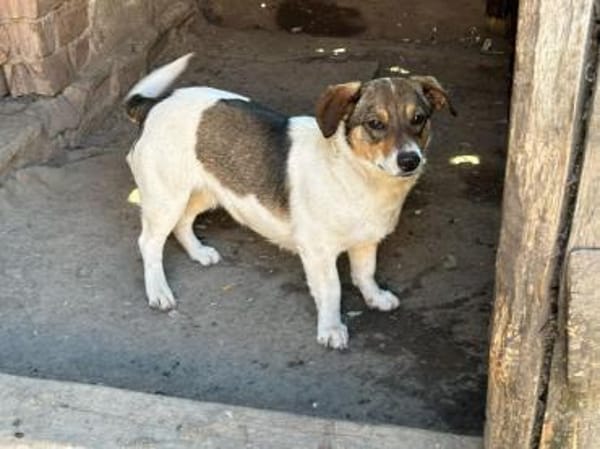 Sierra - unsere kleine Herzenshündin