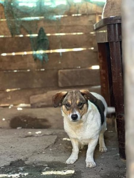Sierra - unsere kleine Herzenshündin