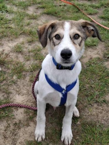 Ozzy - junger Wirbelwind