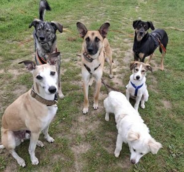 Ozzy - junger Wirbelwind