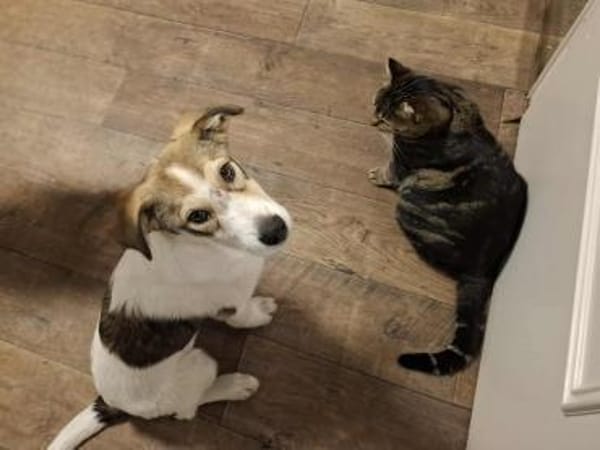 Ozzy - junger Wirbelwind