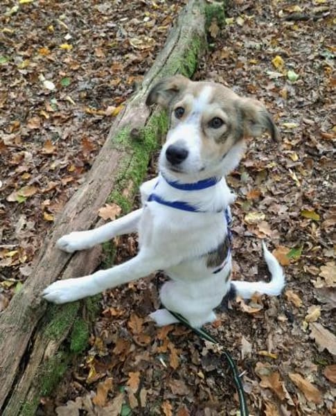 Ozzy - junger Wirbelwind