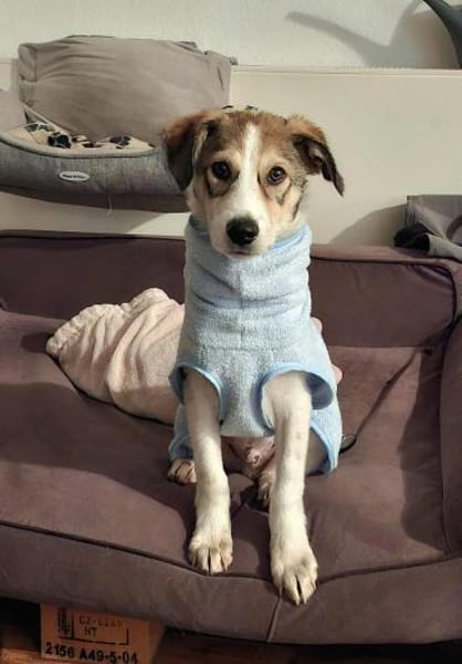 Ozzy - junger Wirbelwind